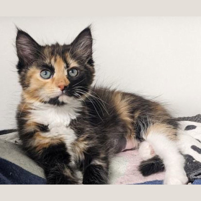 Photo of Treacle