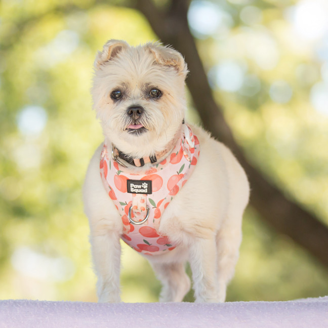 Photo of Pixie