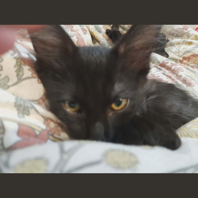 Photo of Penny (Wise)