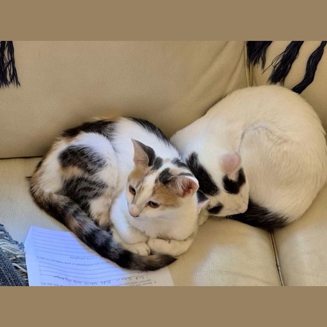 Photo of Nala And Zazu