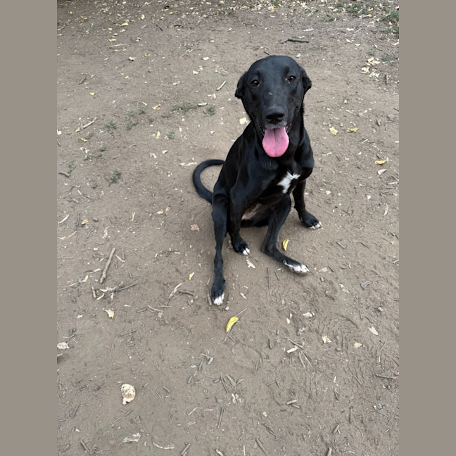 Photo of Rebel