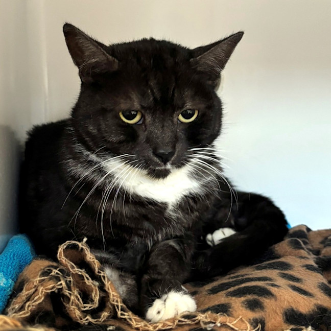 Photo of Squeak Rsuk006062