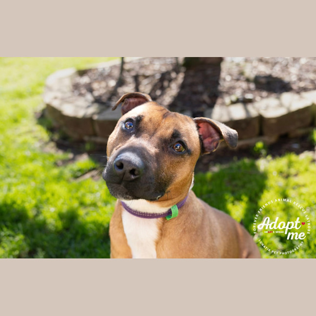 Photo of Whiskey