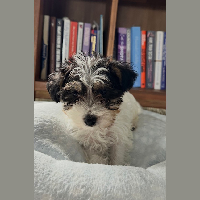 Photo of Olive