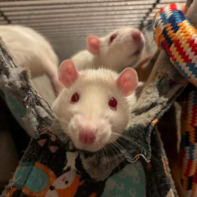 Photo of Charlie, Harper, Molly & Princess