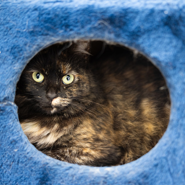 Photo of Queen Tootsie