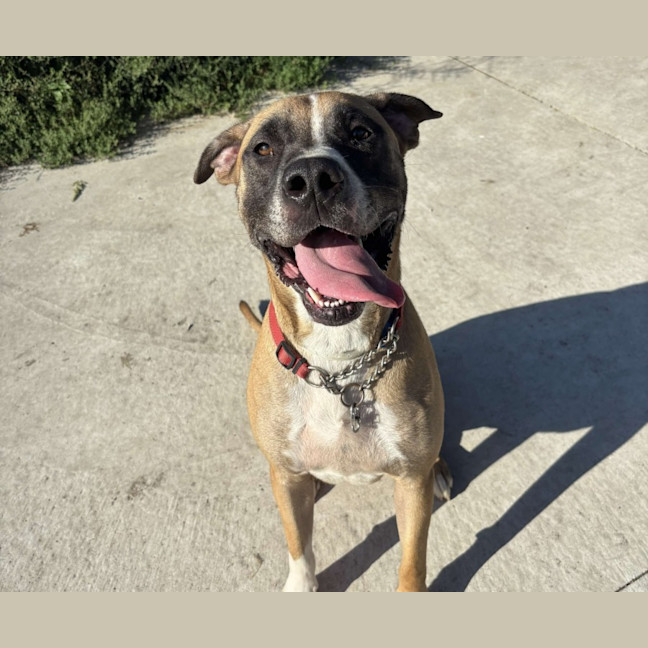 Photo of Buddy Imp 107