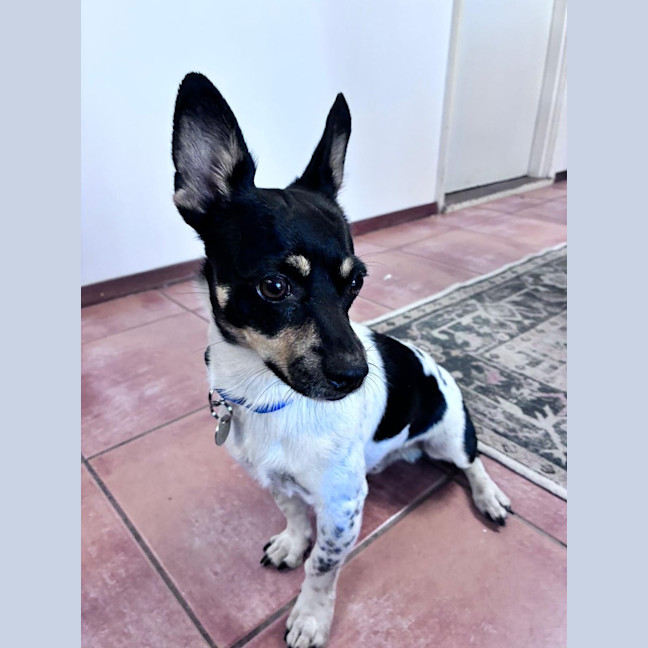 Photo of Spot