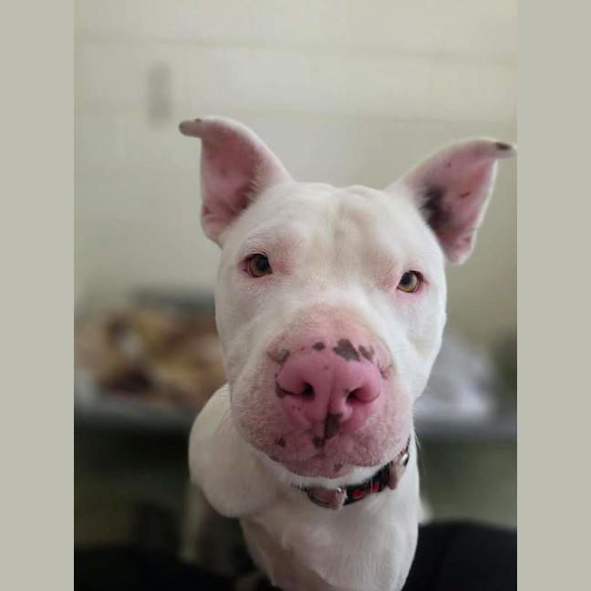 Photo of Casper