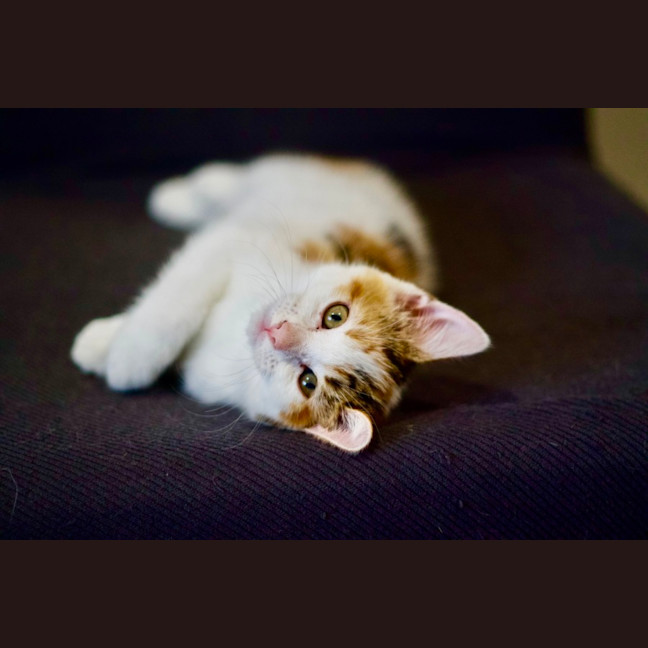 Photo of 🌸 Jasmine 🌸