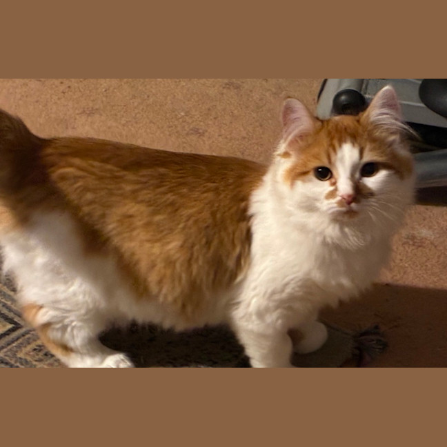Photo of Simba
