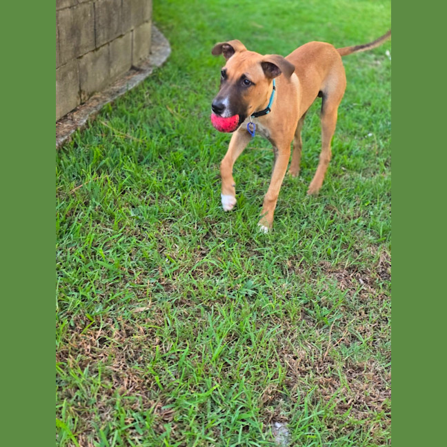 Photo of Teddy   6 Month Old Mastiff X