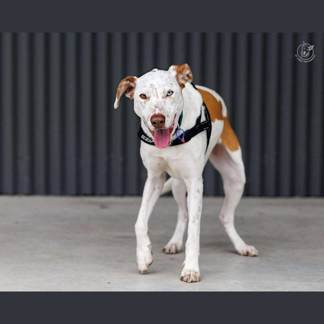 Photo of Dozer   3 Year Old Pointer X