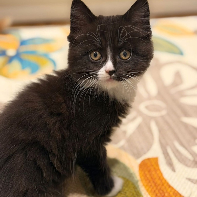 Photo of Thomas