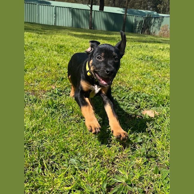 Photo of Onyx   12 Week Old Staffy X