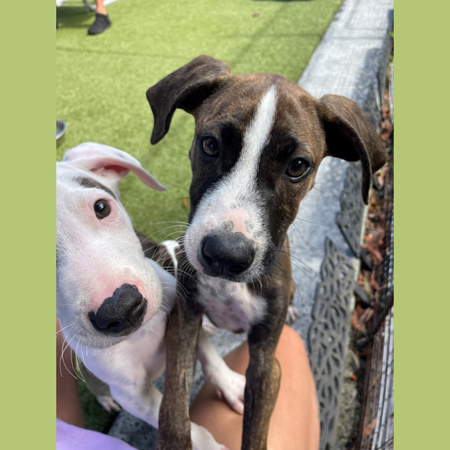 Photo of D1275 Paige