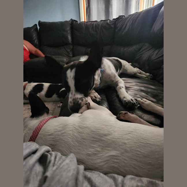 Photo of Colin   6 Month Old Dachshund X Foxie