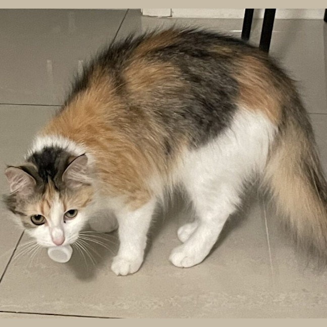 Photo of Kumi