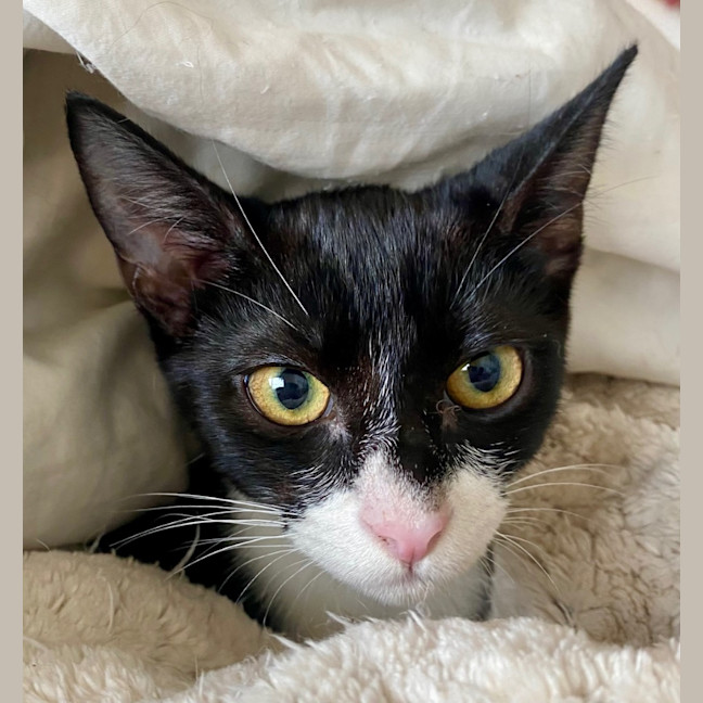 Photo of Freddie Purrcury