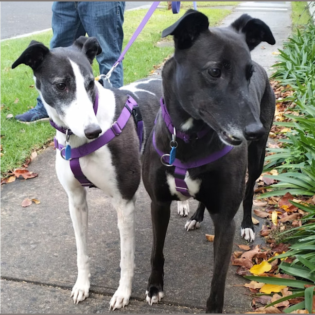 Photo of Heidi & Tuppence
