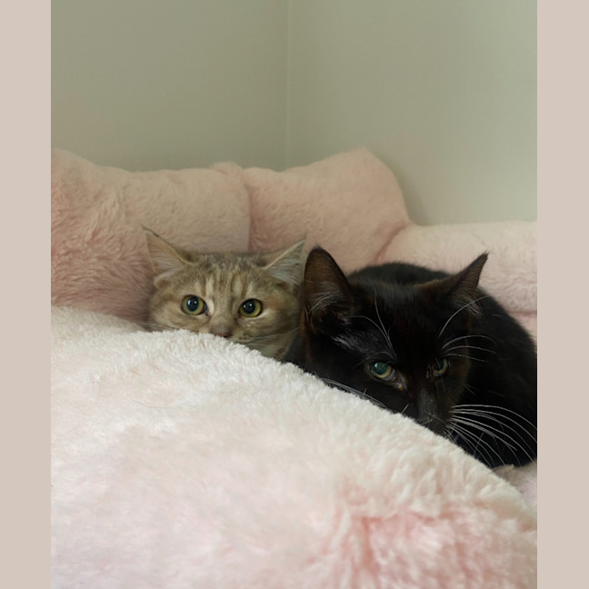 Photo of Astrid & Nova