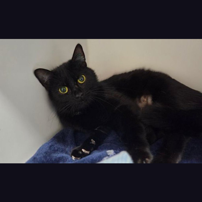Photo of T'challa
