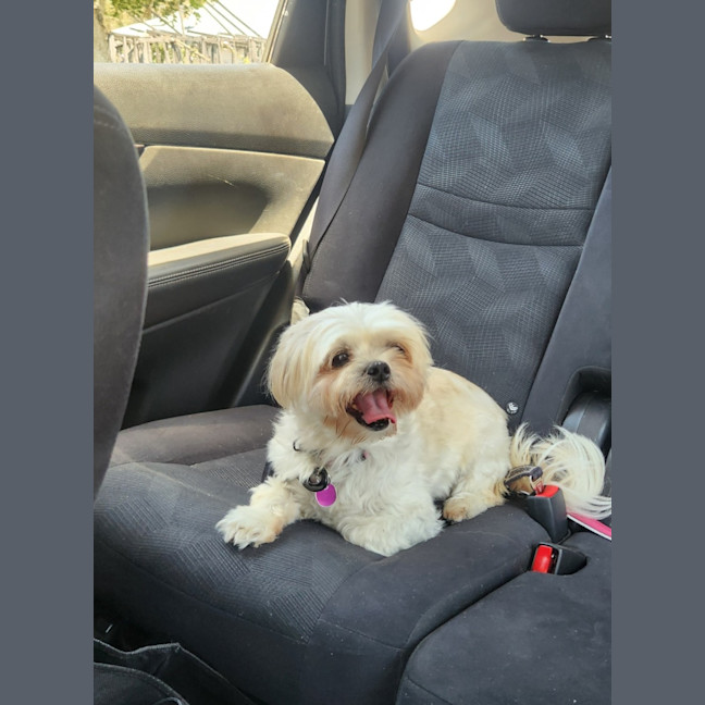 Photo of Cindy   12 Year Old Maltese X Shih Tzu