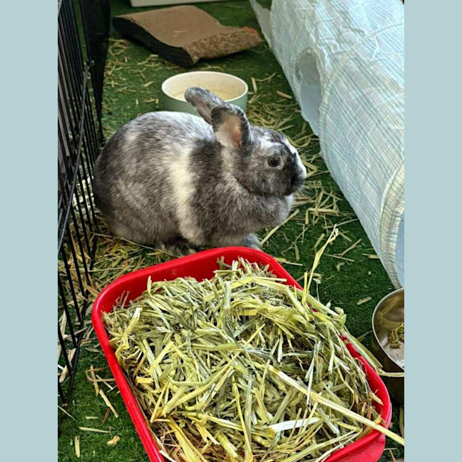 Photo of Cotton