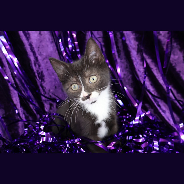 Photo of Rivet