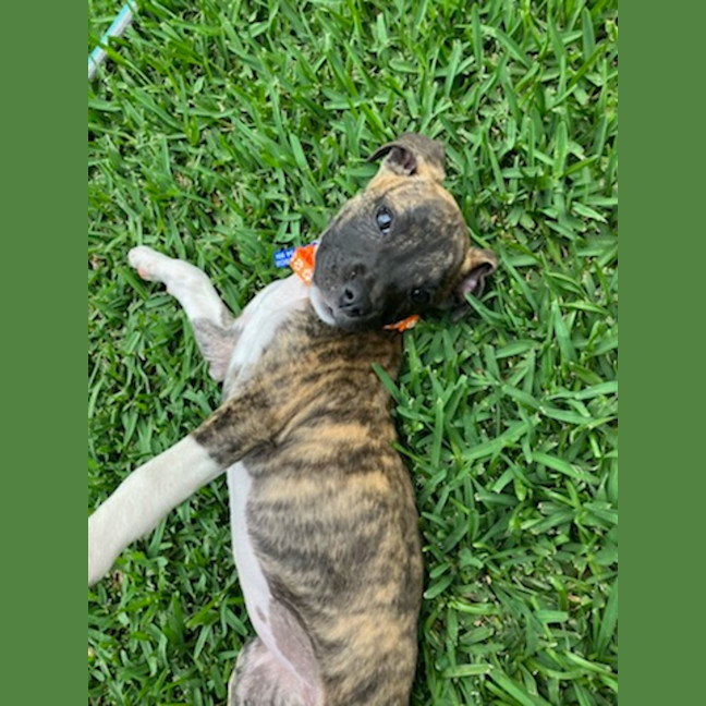 Photo of Luna   9 Week Old Ridgeback X