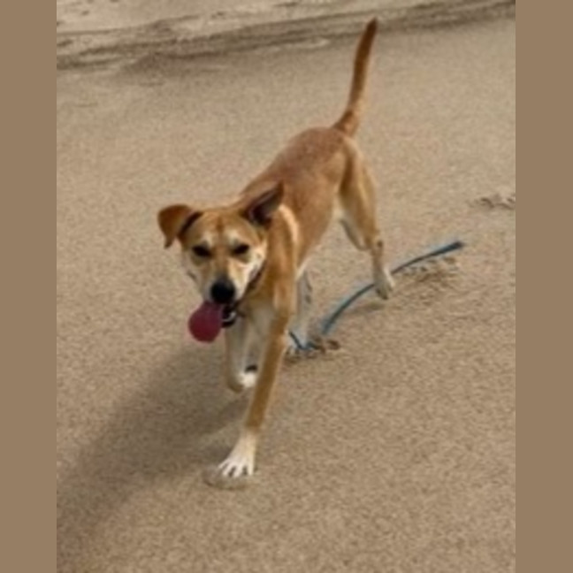 Photo of Kelly   15 Month Old Ridgeback X