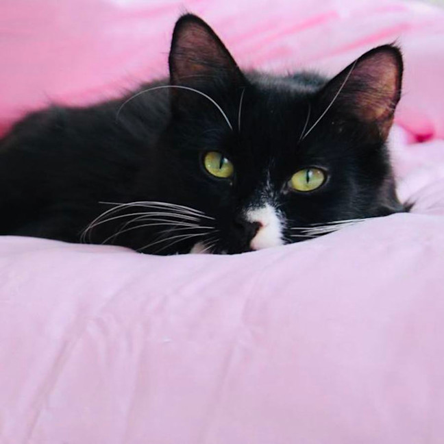 Photo of Calypso   Located In Croydon