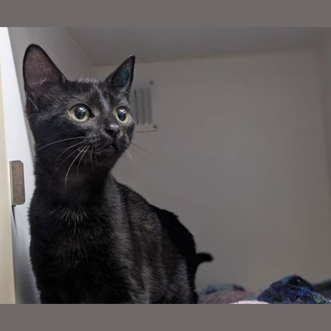 Photo of Raven
