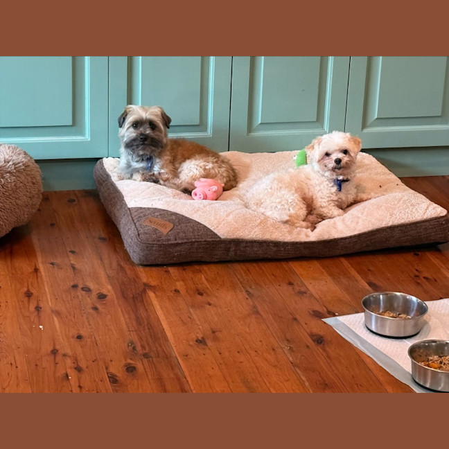 Photo of Bella & Ollie   6 Year Old Maltese X