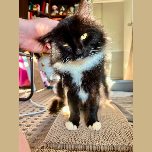Photo of Mr Whiskers