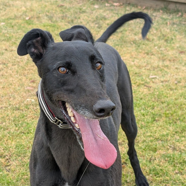 Photo of Rafa The Greyhound