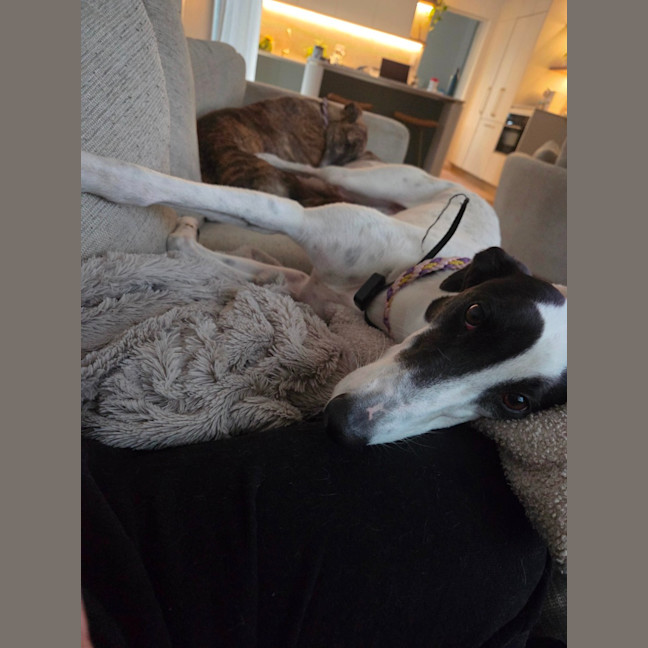 Photo of Bessie, The Greyhound