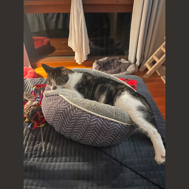 Photo of Shooshko (Shi Shi)