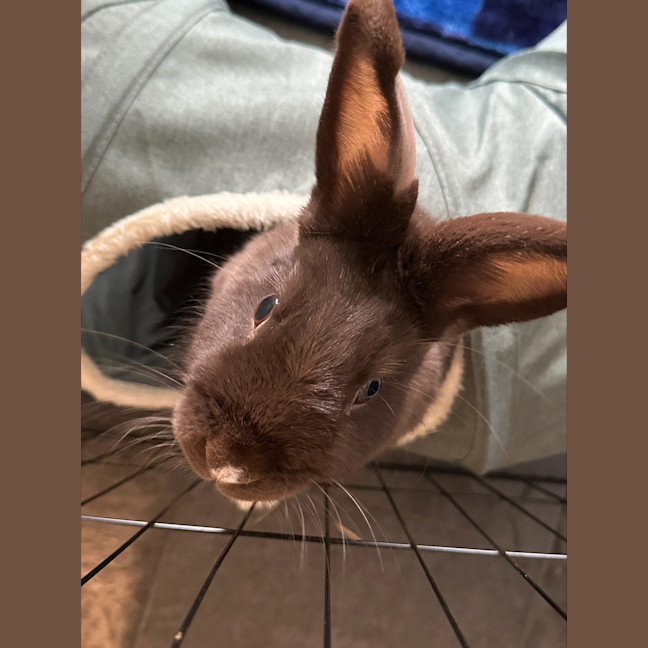 Photo of Cadbury