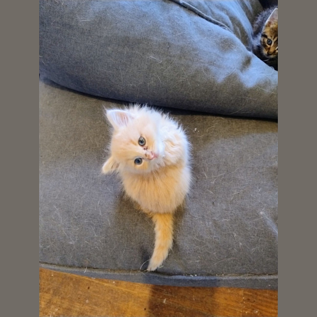 Photo of Huxley