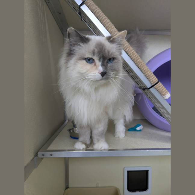 Photo of ⭐ Missy 6436 ⭐