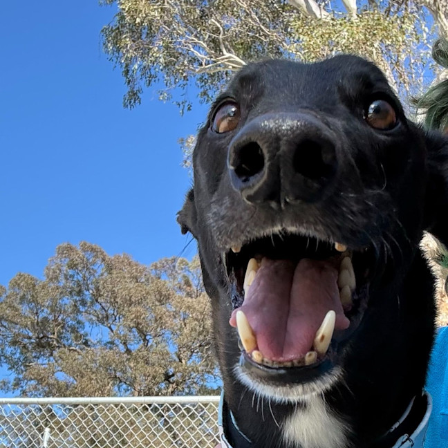 Photo of Tang Mo The Greyhound
