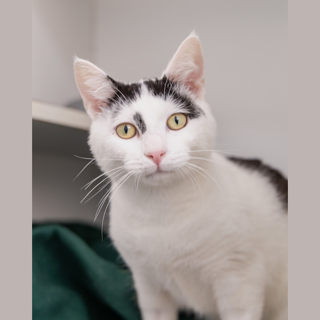 Photo of Pepe Le Pew