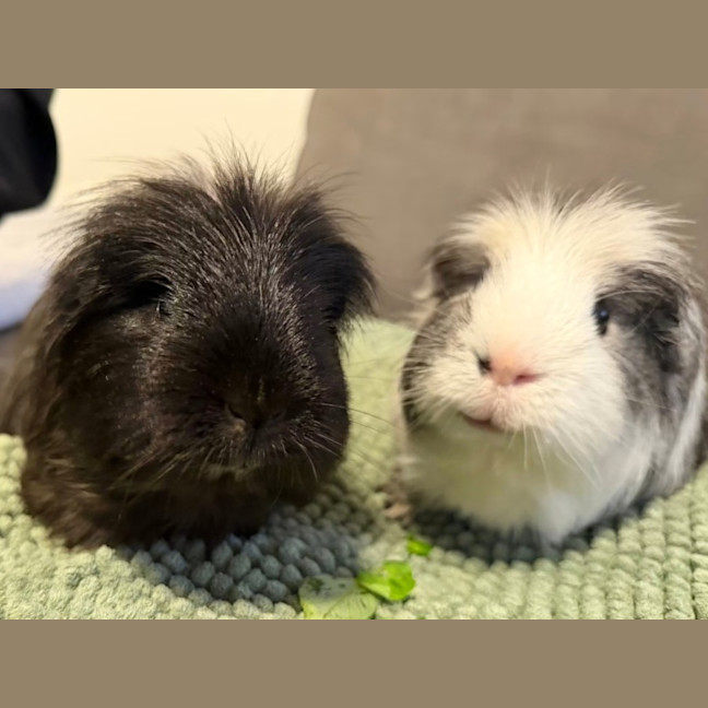 Photo of Zeus & Loki