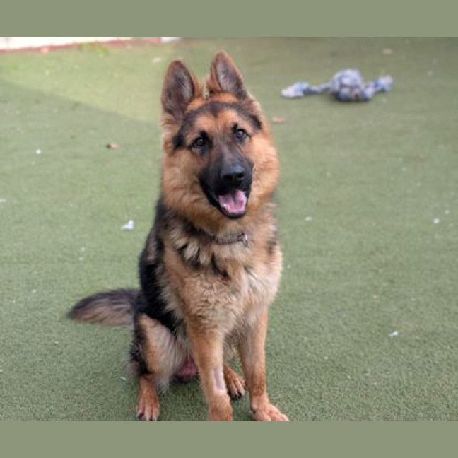 Photo of Atlas