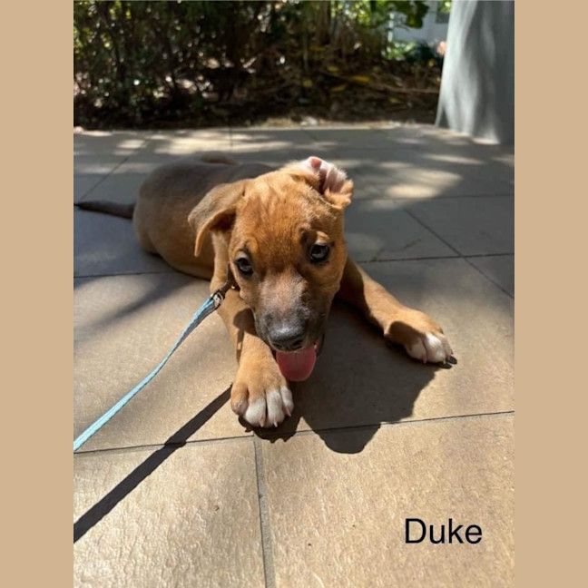 Photo of Duke