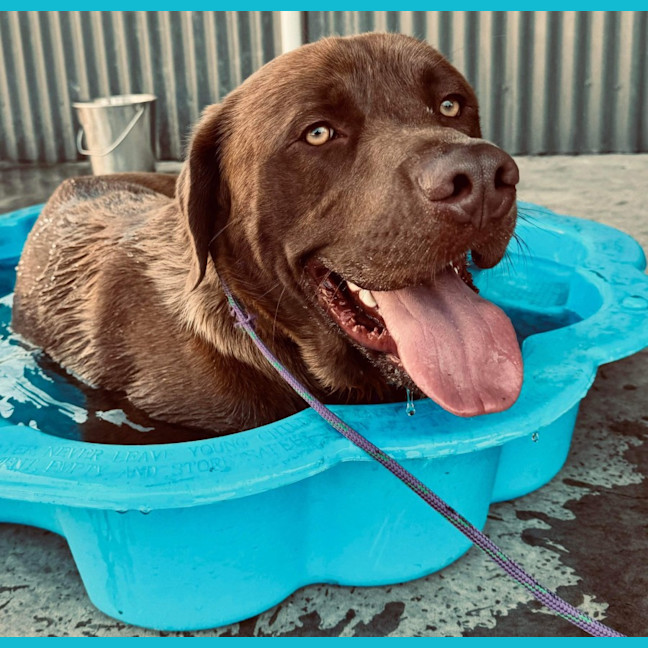 Photo of Koda   1.5 Year Old Labrador X