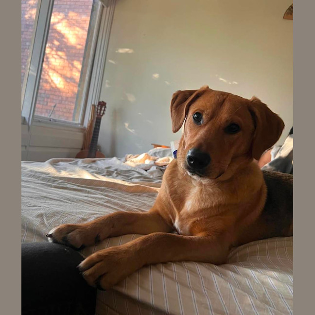 Photo of Mason   1 Year Old Shepherd X Beagle