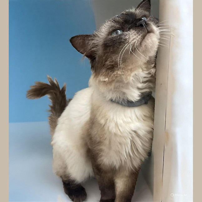 Photo of Ronan (9025)