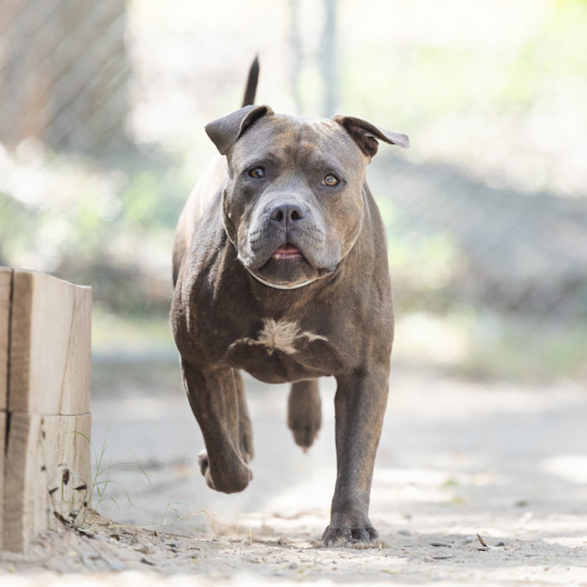 Photo of Tonka